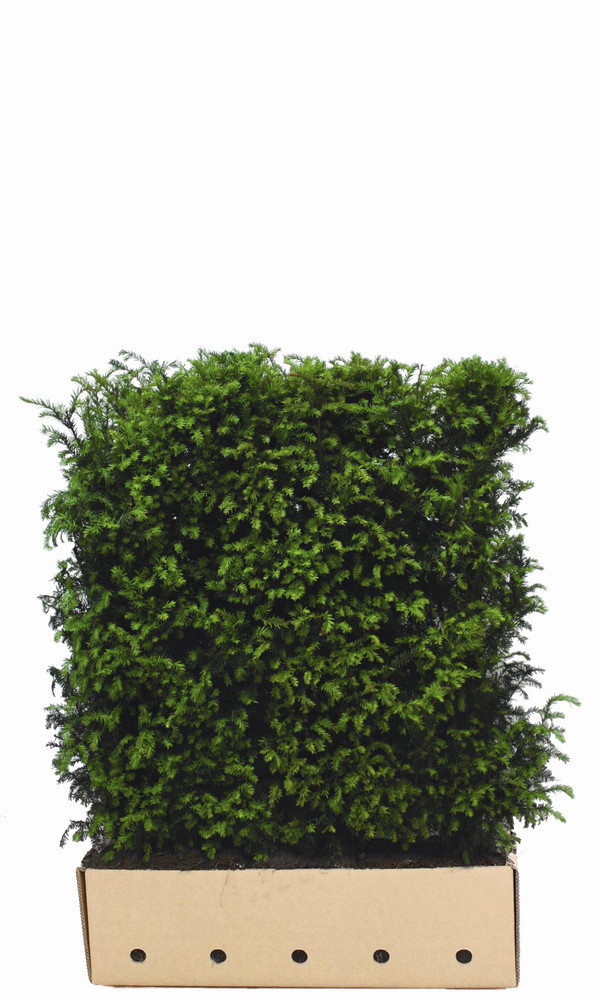Taxus baccata Fertighecke 120 cm