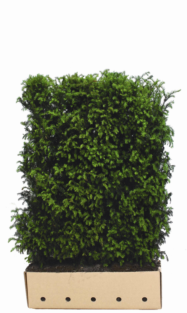 Taxus baccata Fertighecke 150 cm