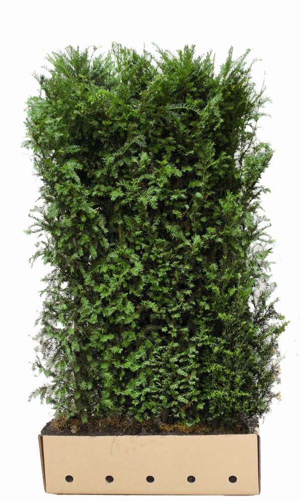 Taxus baccata Fertighecke 180