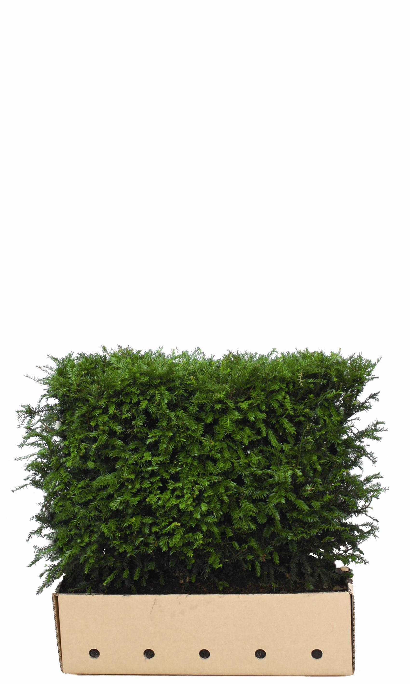 Taxus baccata-Fertighecke
