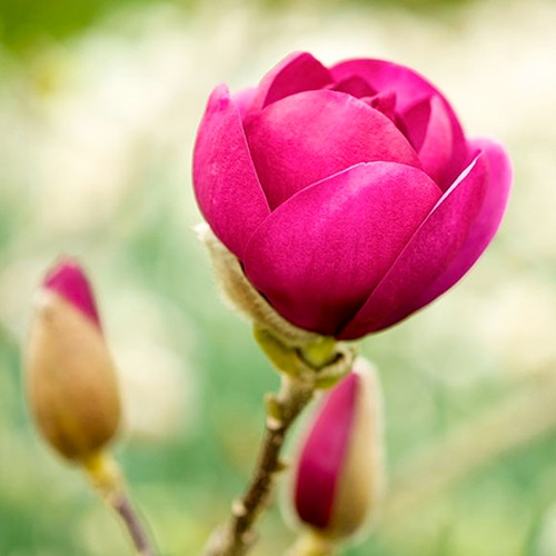 bloem magnolia black tulip