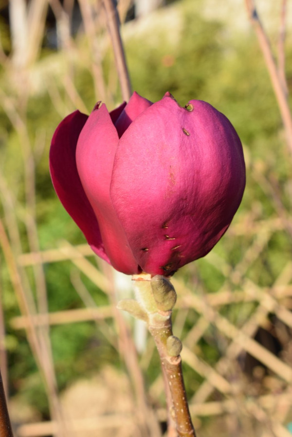 Magnolie Blume