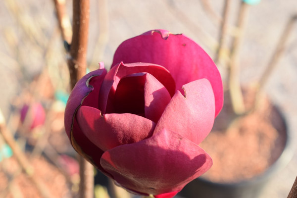 Magnolie Black Tulip im Baumschule