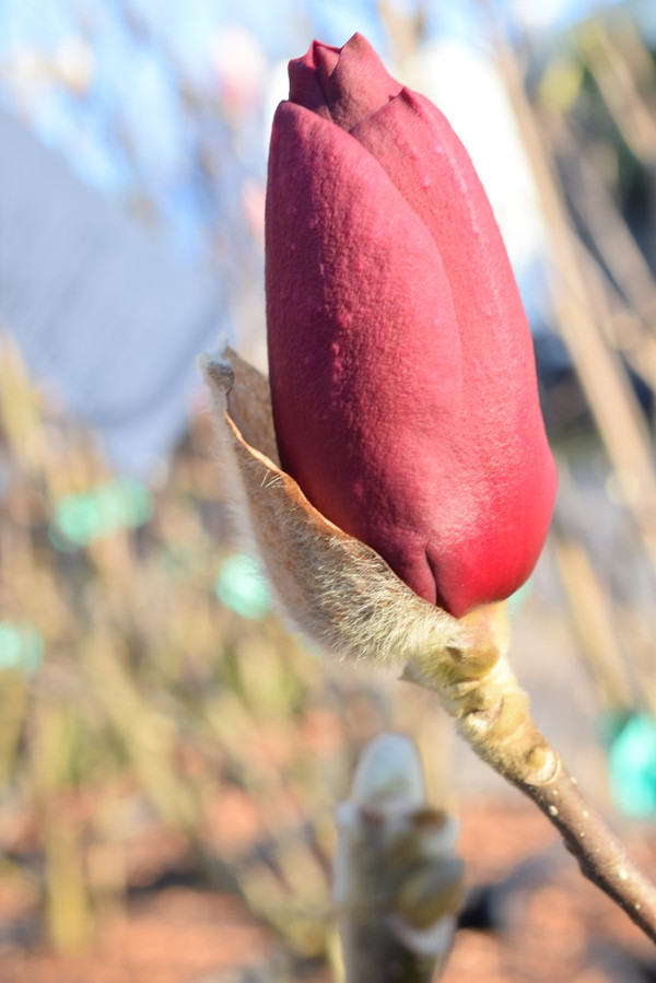 Magnolie Black Tulip Blütenknospe