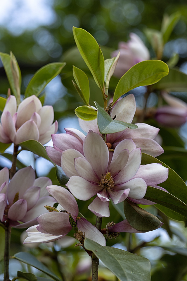 Magnolia 'Fairy Blush'
