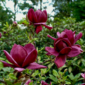 Magnolia Genie close up Magnolia Genie close up