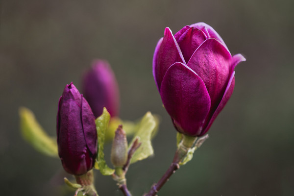 Magnolia 'Genie' |