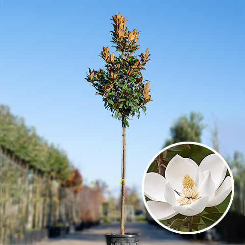 Magnolia Grandiflora boom