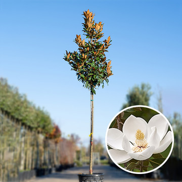 Immergrüne Magnolie Hochstamm Immergrüne Magnolie Hochstamm