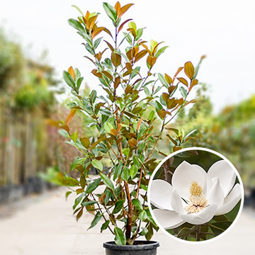 Magnolie grandiflora Gallisoniensis
 Magnolie grandiflora Gallisoniensis