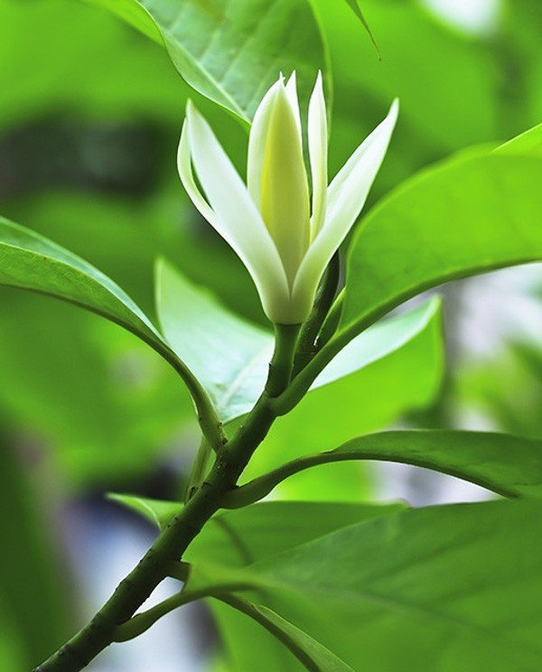 Immergrüne Magnolie kaufen