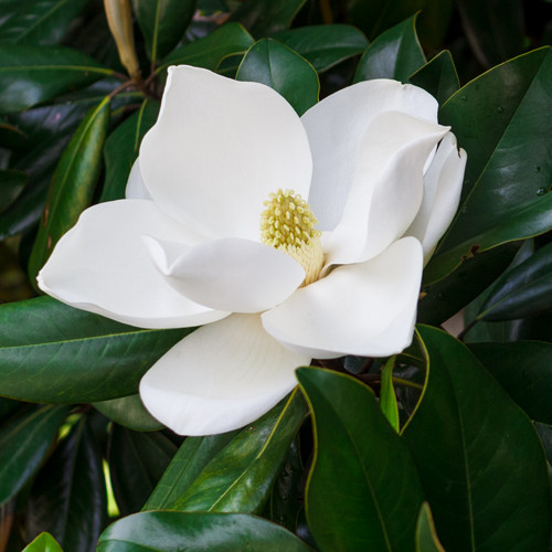 Magnolia grandiflora Gallisoniensis
