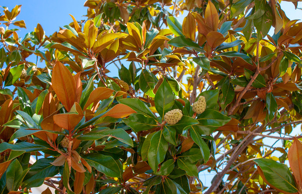 Immergrne Magnolie | Magnolie grandiflora | Baumschuleonline