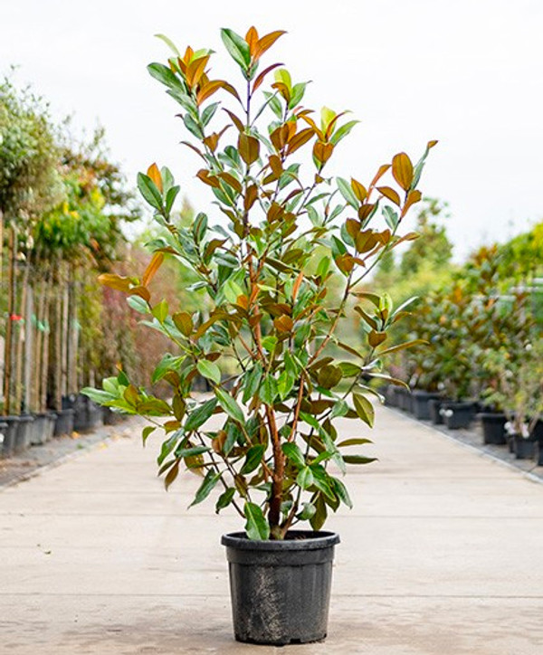 Immergrne Magnolie | Magnolie grandiflora | Baumschuleonline