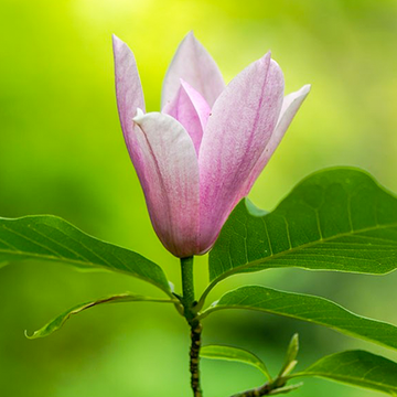 Magnolie Heaven Scent Mehrstämmig
 Magnolie Heaven Scent Mehrstämmig