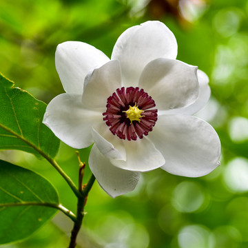 Magnolia Sieboldii Magnolia Sieboldii