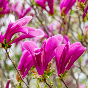 Magnolia Susan Magnolia Susan