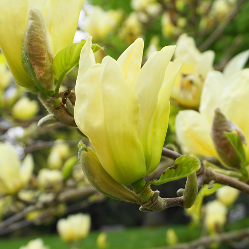 Magnolia Yellow River