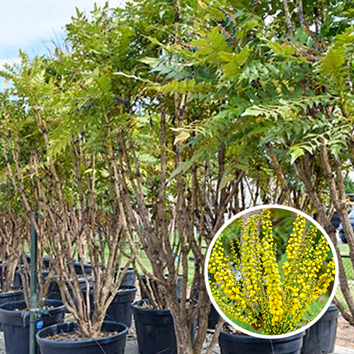 Mahonia Charity Mehrstämmig
