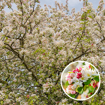 Zierapfel Evereste 8-10 Zierapfel Evereste 8-10