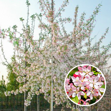 Bloesem Malus floribunda Bloesem Malus floribunda