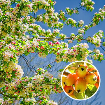 Malus John Downie Malus John Downie