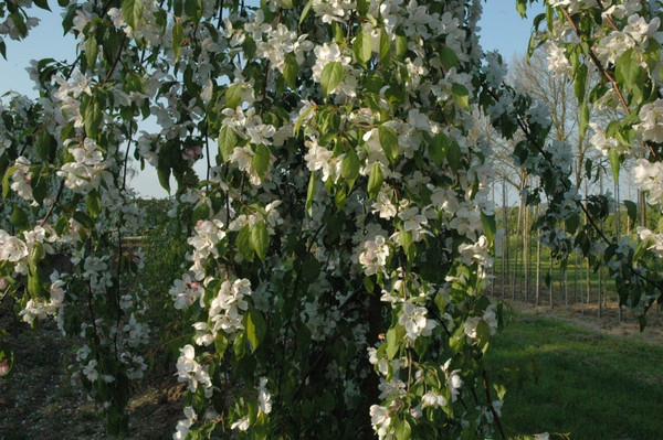 Zierapfel Red Jade Blüte
