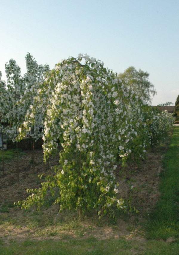 Malus Red Jade

