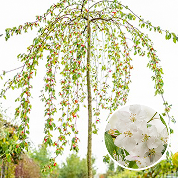 Malus Red Jade
 Malus Red Jade