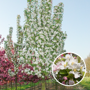 Malus Red Sentinel (sierappel) Malus Red Sentinel (sierappel)