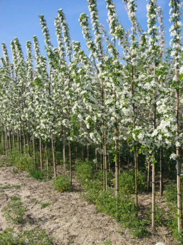 Malus red sentinel baumschule