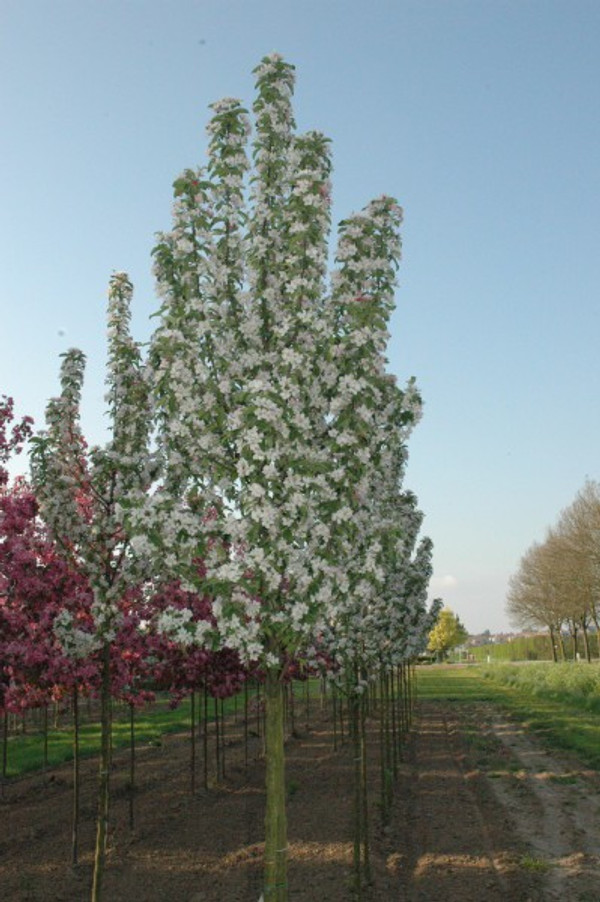 zierapfel Malus red sentinel