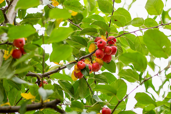 zierapfel red sentinel blüte
