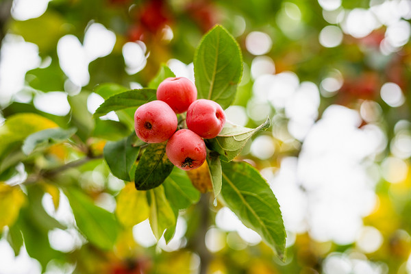 zierapfel red sentinel hochstamm

