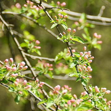 Malus Red Splendor Malus Red Splendor