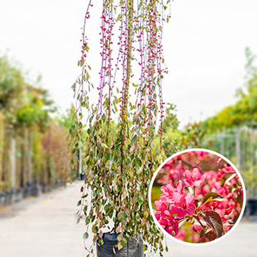 Malus Royal Beauty op de kwekerij Malus Royal Beauty op de kwekerij