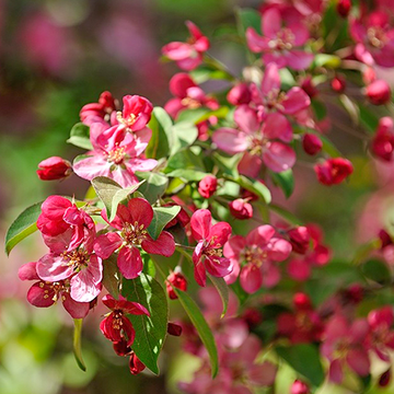 Malus toringo Scarlett Malus toringo Scarlett