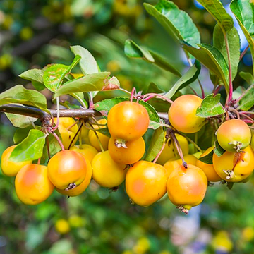 Malus Wintergold Malus Wintergold
