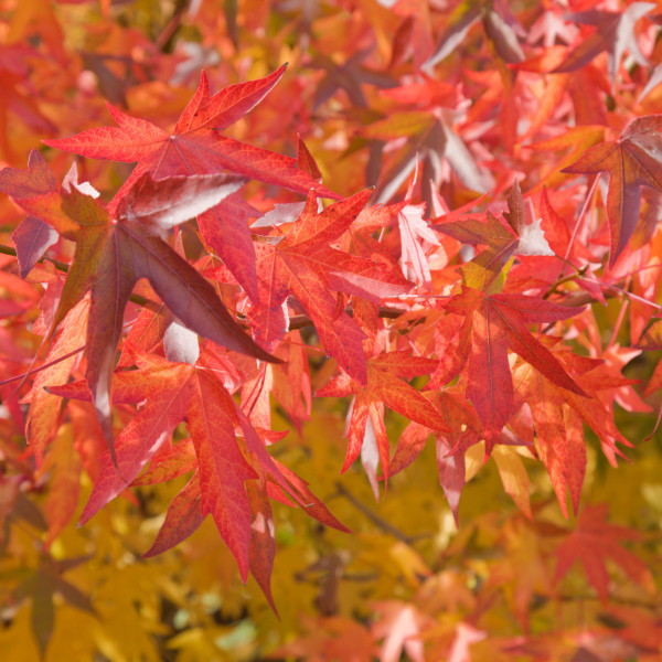 Amberbaum mehrstmmig | Liquidambar Styraciflua | Baumschuleonline.de