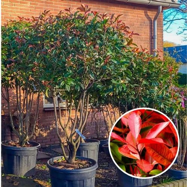 Glanzmispel Mehrstmmig | Photinia fraseri Red Robin | Baumschuleonline.de