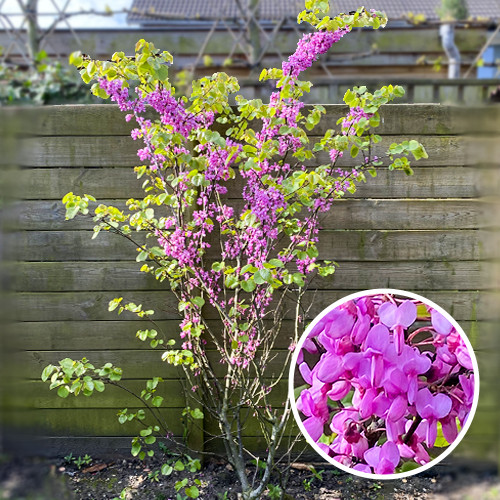 Meerstammige Judasboom Cercis Siliquastrum
