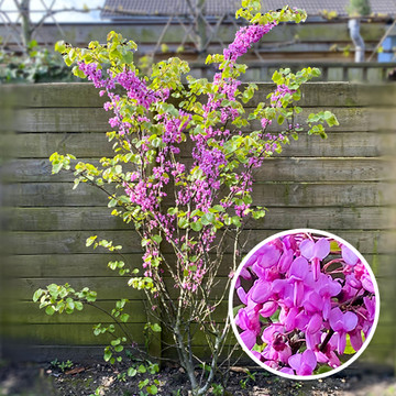 Judasbaum Mehrstämmig Cercis Siliquastrum Judasbaum Mehrstämmig Cercis Siliquastrum