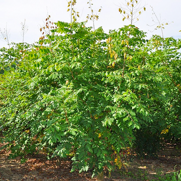 Blasenbaum Mehrstämmig
 Blasenbaum Mehrstämmig