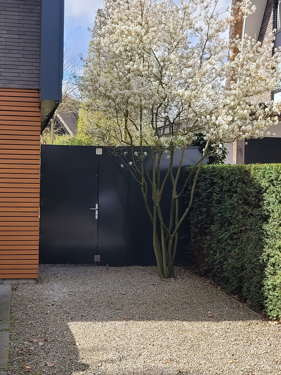 Meerstammige Krentenboom
