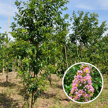 Lagerstroemia Muskogee Mehrstämmig
 Lagerstroemia Muskogee Mehrstämmig