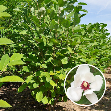 Magnolie Sieboldii Mehrstämmig Magnolie Sieboldii Mehrstämmig