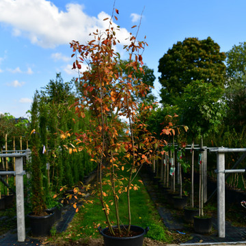 Meerstammige Parrotia Persica  Meerstammige Parrotia Persica