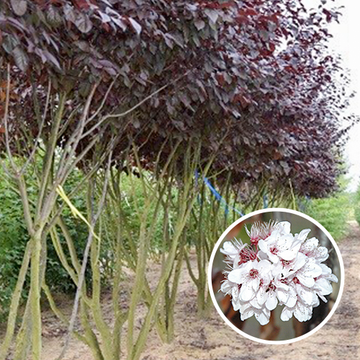 Meerstammige Prunus Nigra Meerstammige Prunus Nigra