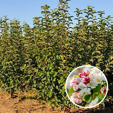 Zierapfel Evereste Mehrstämmig
 Zierapfel Evereste Mehrstämmig