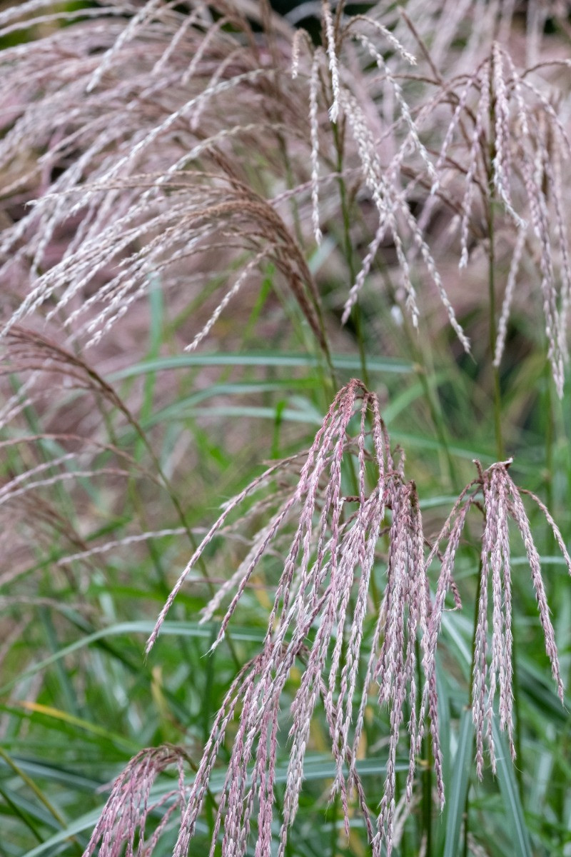 Miscanthus sinensis 'Flamingo'
